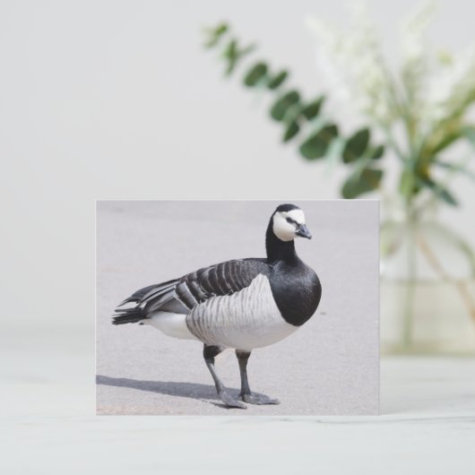 Barnacle Goose Briefkaart (Staand voorkant)