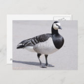 Barnacle Goose Briefkaart (Voorkant / Achterkant)