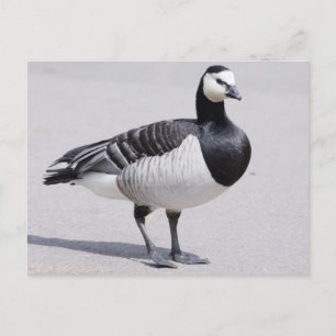 Barnacle Goose Briefkaart