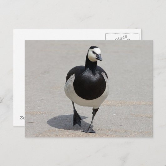 Barnacle Goose Briefkaart (Voorkant / Achterkant)