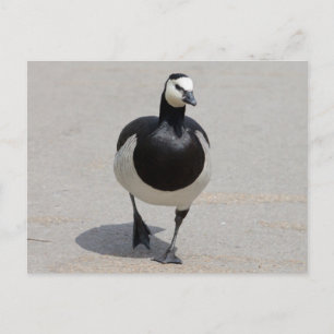 Barnacle Goose Briefkaart