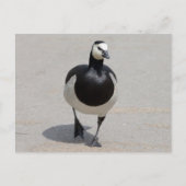 Barnacle Goose Briefkaart (Voorkant)