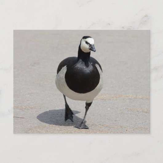 Barnacle Goose Briefkaart (Voorkant)