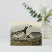 Barnacle Goose Briefkaart (Staand voorkant)