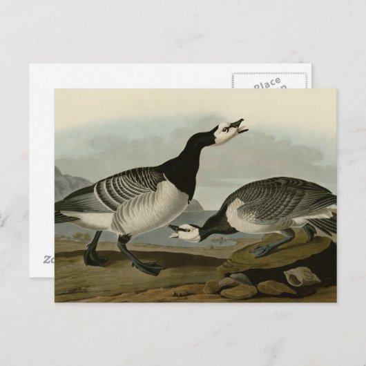 Barnacle Goose Briefkaart (Voorkant / Achterkant)