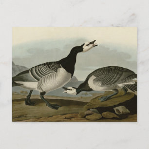 Barnacle Goose Briefkaart