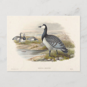 Barnacle Goose van Joseph Wolf Briefkaart