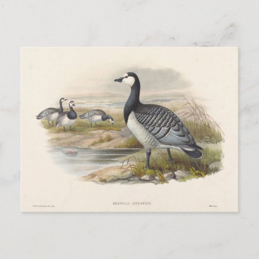 Barnacle Goose van Joseph Wolf Briefkaart (Voorkant)