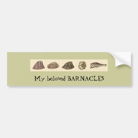 barnacle-slipje, mijn geliefde BARNACLES Bumpersticker (Voorkant)