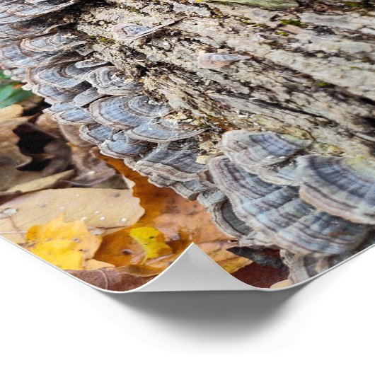 Barnacle Tree Log Poster (Hoek)