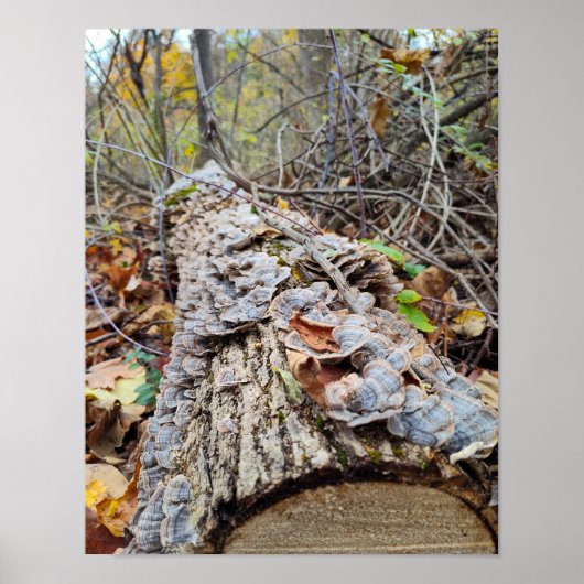 Barnacle Tree Log Poster (Voorkant)