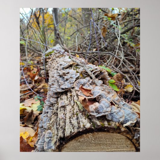 Barnacle Tree Log Poster (Voorkant)