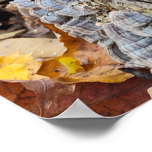 Barnacle Tree Log Poster (Hoek)