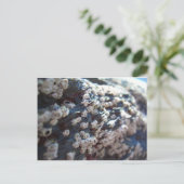 Barnacles 1 briefkaart (Staand voorkant)
