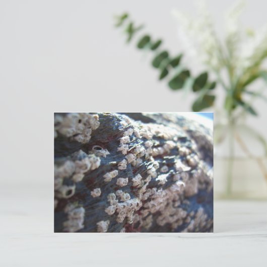 Barnacles 1 briefkaart (Staand voorkant)