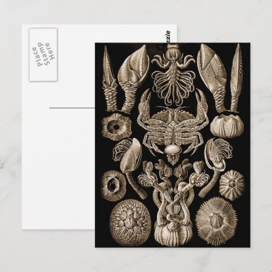 Barnacles Briefkaart (Voorkant / Achterkant)