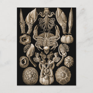 Barnacles Briefkaart