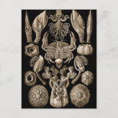 Barnacles Briefkaart (Voorkant)