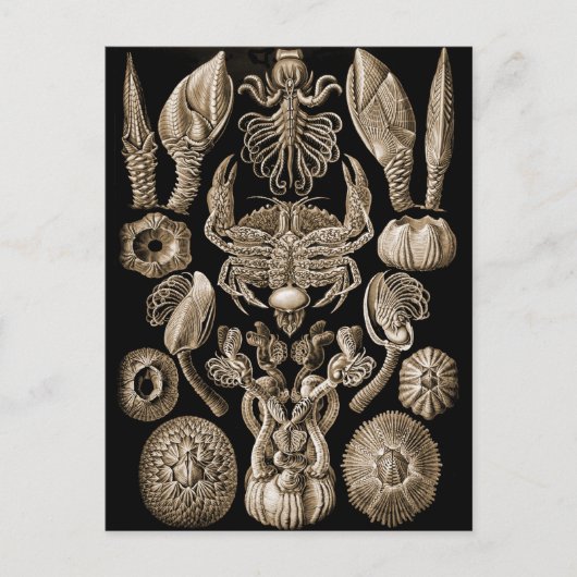 Barnacles Briefkaart (Voorkant)