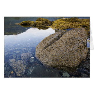 Barnacles en Sky, Funter Bay, Alaska