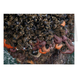 Barnacles en zeestervis