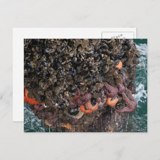 Barnacles en zeestervis briefkaart (Voorkant / Achterkant)