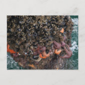 Barnacles en zeestervis briefkaart (Voorkant)