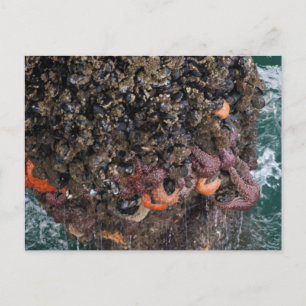 Barnacles en zeestervis briefkaart