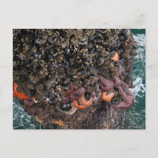 Barnacles en zeestervis briefkaart (Voorkant)