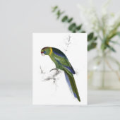 Barnard's Parrakeet van Edward Lear Briefkaart (Staand voorkant)