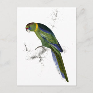 Barnard's Parrakeet van Edward Lear Briefkaart