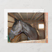 BarnHorse Fun Briefkaart (Voorkant / Achterkant)