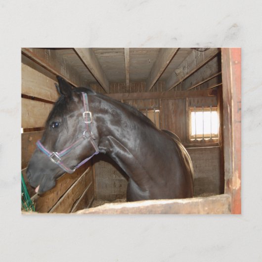 BarnHorse Fun Briefkaart (Voorkant)