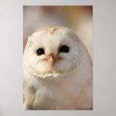 Barny the Barn owl Poster (Voorkant)
