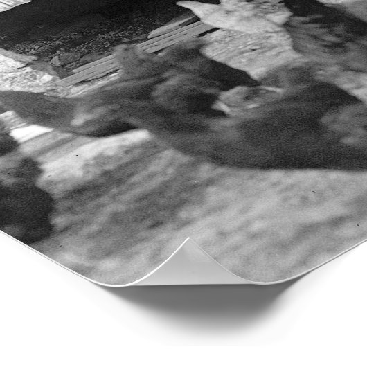 Barnyard Banjo Player, 1927.  foto Poster (Hoek)