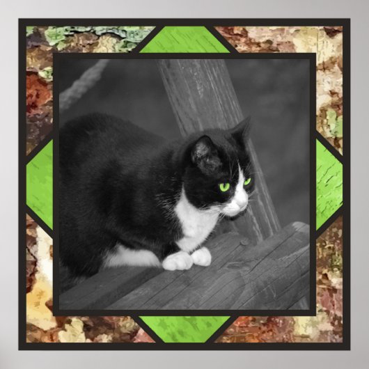 Barnyard Cat Poster (Voorkant)