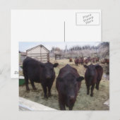 Barnyard Cattle Briefkaart (Voorkant / Achterkant)