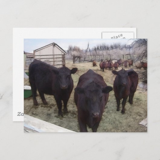 Barnyard Cattle Briefkaart (Voorkant / Achterkant)
