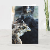 Barnyard Mixed Chicken Kaart (Voorkant)