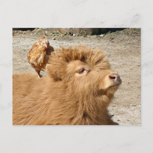 Barnyard vrienden briefkaart (Voorkant)