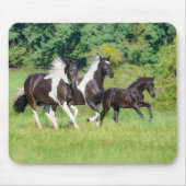 Barock Pinto Horses Herd with Cute Foal Galloping Muismat (Voorkant)