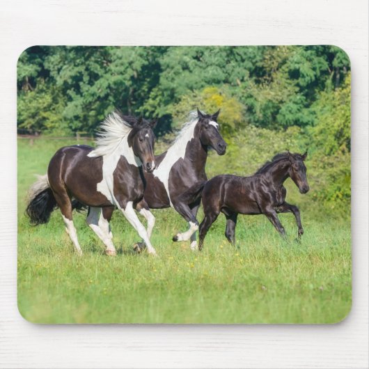 Barock Pinto Horses Herd with Cute Foal Galloping Muismat (Voorkant)