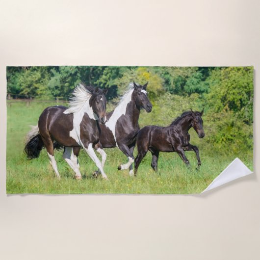 Barock Pinto Horses Herd with Cute Foal Galloping Strandlaken (Voorkant)