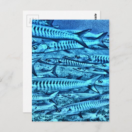 Barracuda Briefkaart (Voorkant / Achterkant)