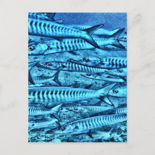 Barracuda Briefkaart