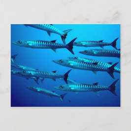 Barracuda Duik Diep zee Oceaanwater Tropische Golf Briefkaart
