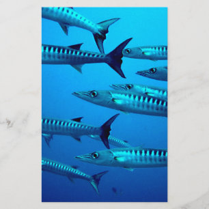 barracuda duiken diepzee oceaan water tropische go briefpapier