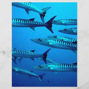 barracuda duiken diepzee oceaan water tropische go flyer