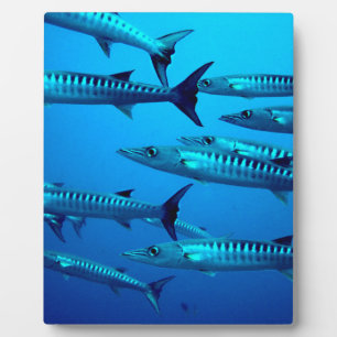 barracuda duikt diepzee oceaanaan water tropische  fotoplaat