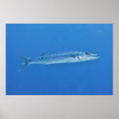 Barracuda in het blauw poster (Voorkant)